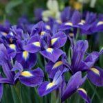 Ирис