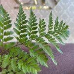 Папоротник