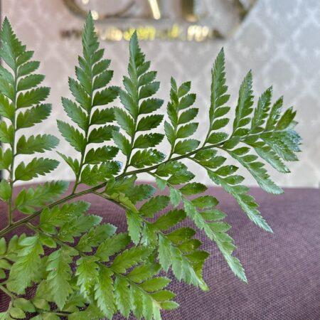 папоротник