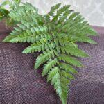 Папоротник