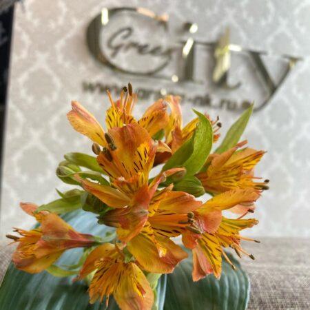 Альстромерия оранжевая