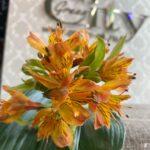 альстромерия