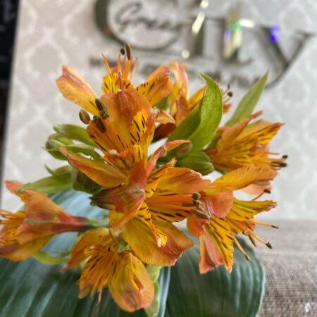 альстромерия