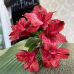 Альстромерия красная