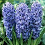 Гиацинт