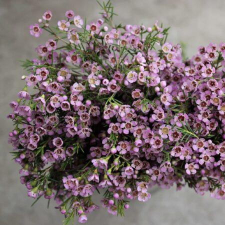 Ваксфлауэр