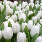 Тюльпаны Новокузнецк