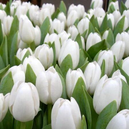 Тюльпаны Новокузнецк