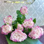 Роза кустовая