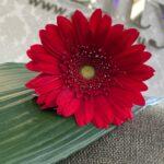 gerbera