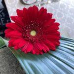 gerbera