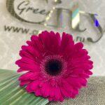 gerbera