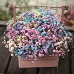 gipsofilla-v-jashhichke