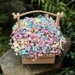 gipsofilla-v-jashhichke