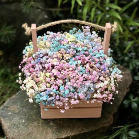 Гипсофила в ящике