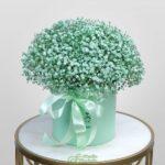 gipsofilla-v-korobke