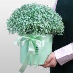 Гипсофила в коробке