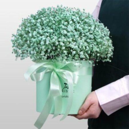 Гипсофила в коробке