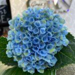 gortenzija-blue