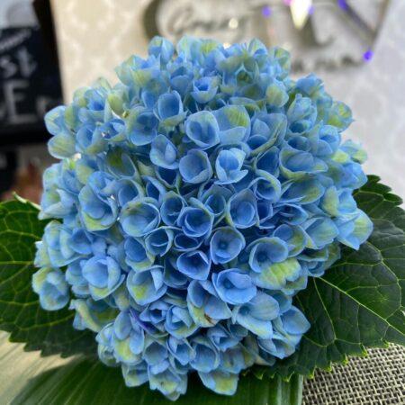 Гортензия blue