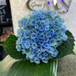 Гортензия blue