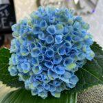 gortenzija-blue