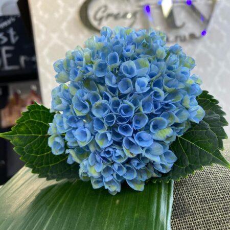 Гортензия blue