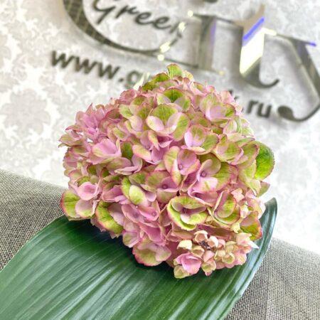 Гортензия pink