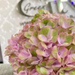 gortenzija-pink