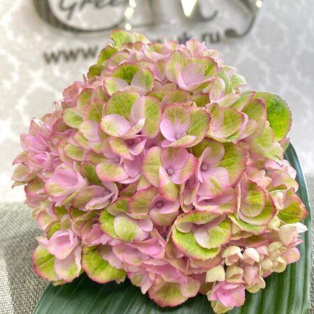 Гортензия pink