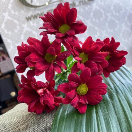 Хризантема кустовая красная