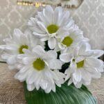 Хризантема кустовая ромашка белая