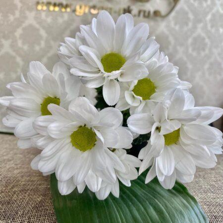 Хризантема кустовая ромашка белая