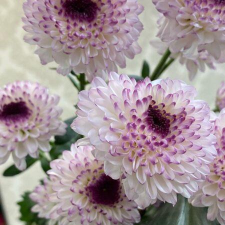 Хризантема кустовая