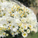 korzina-s-romashkami