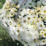 korzina-s-romashkami