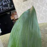 Лист аспедистра