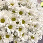 milye-romashki-15-kustikov