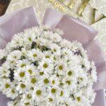 milye-romashki-15-kustikov