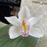 orhideja-buton