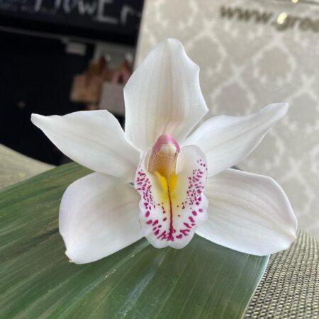 Орхидея бутон