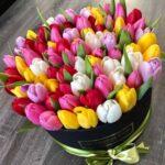 Разноцветные тюльпаны