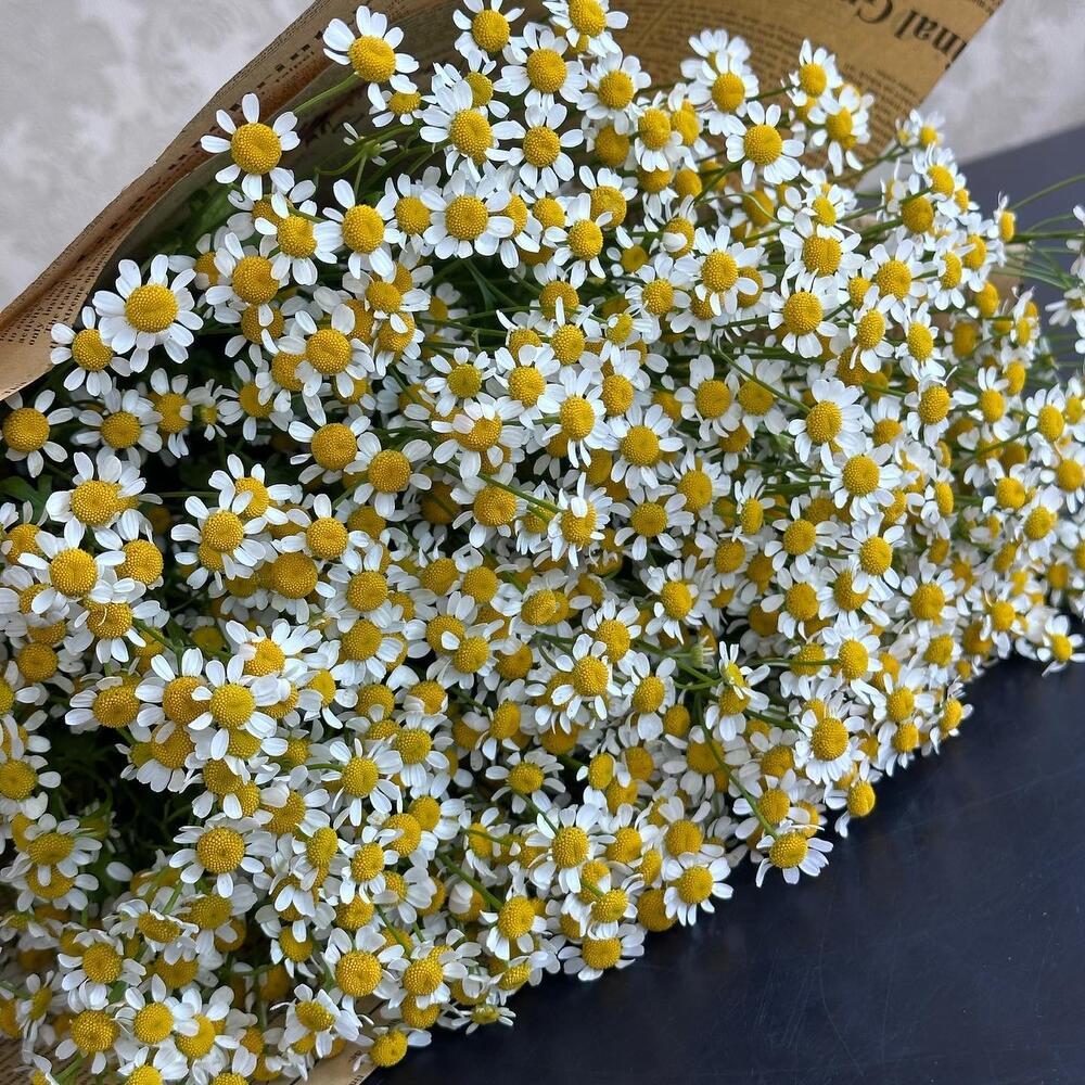 romashki-1 Ромашки