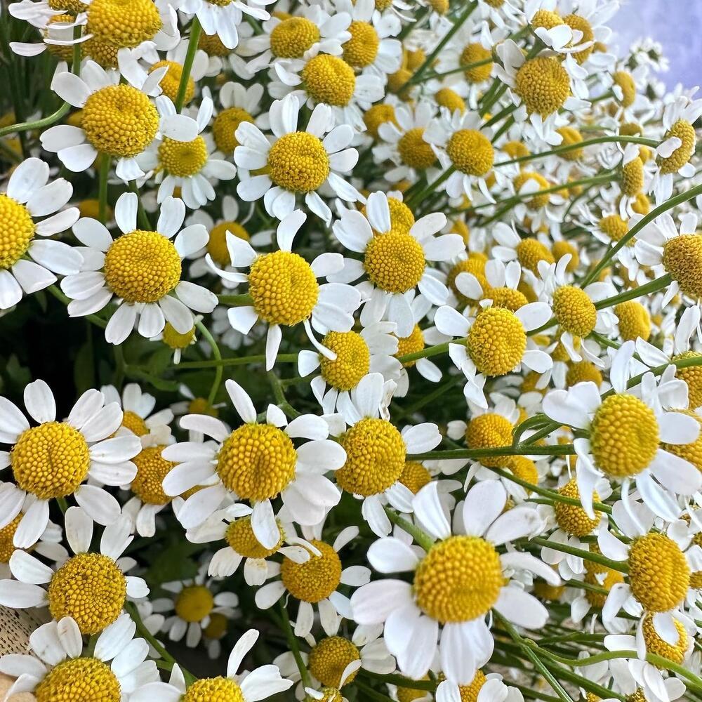 romashki-2 Ромашки