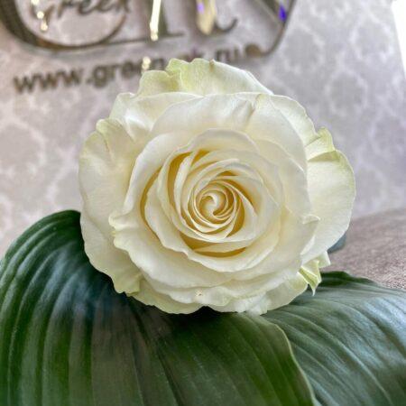 Роза Мондеаль белая