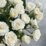 roza-kustovaja-5-sht