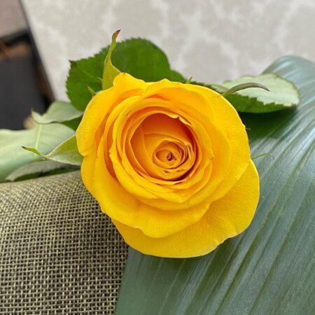 Роза жёлтая