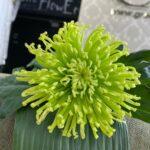 хризантема Шамрок