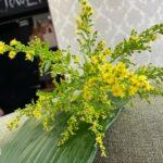 solidago