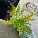 solidago